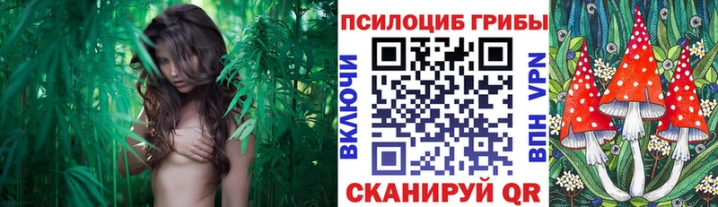 Галлюциногенные грибы Psilocybine cubensis Белая Калитва